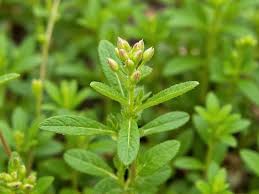 Attēlu rezultāti vaicājumam “Thymus serpyllum leaf”