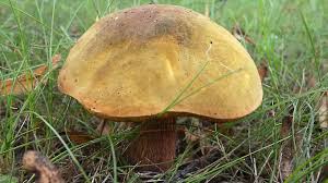 Attēlu rezultāti vaicājumam “Boletus luridus”