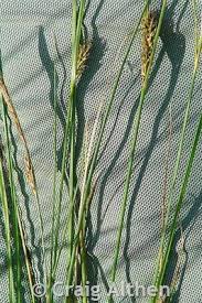 Attēlu rezultāti vaicājumam “Carex lasiocarpa”