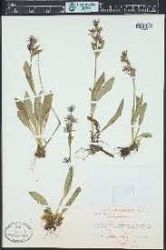 Attēlu rezultāti vaicājumam “Swertia perennis leaf”