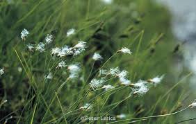 Attēlu rezultāti vaicājumam “Trichophorum alpinum fruit”