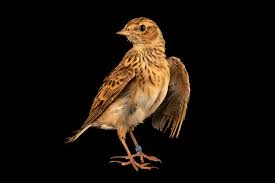 Image result for Alauda arvensis