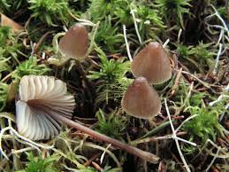 Attēlu rezultāti vaicājumam “Mycena stipata”