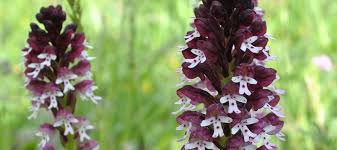 Attēlu rezultāti vaicājumam “Orchis ustulata”