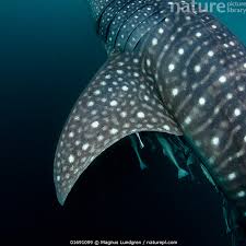 Image result for Rhincodon typus