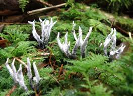 Attēlu rezultāti vaicājumam “Xylaria”