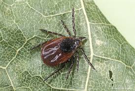 Attēlu rezultāti vaicājumam “Acari”