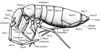 Attēlu rezultāti vaicājumam “Collembola”