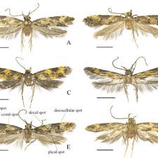 Attēlu rezultāti vaicājumam “Sciota fumella”