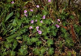 Attēlu rezultāti vaicājumam “Geranium pusillum leaf”