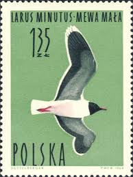 Attēlu rezultāti vaicājumam “Larus minutus”