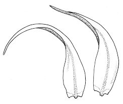 Attēlu rezultāti vaicājumam “Warnstorfia fluitans”
