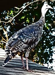 Attēlu rezultāti vaicājumam “Meleagris male”