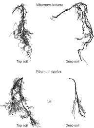 Attēlu rezultāti vaicājumam “Rhynchaenus lonicerae”