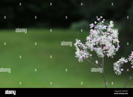 Attēlu rezultāti vaicājumam “Thalictrum aquilegifolium leaf”