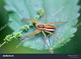 Attēlu rezultāti vaicājumam “Dolomedes fimbriatus”