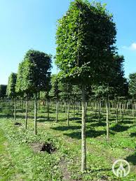 Attēlu rezultāti vaicājumam “Carpinus betulus”