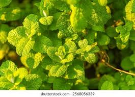 Attēlu rezultāti vaicājumam “Mentha spicata leaf”