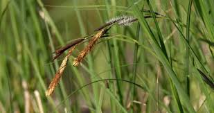 Attēlu rezultāti vaicājumam “Carex hirta female flower”