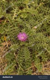 Attēlu rezultāti vaicājumam “Cirsium acaule leaf”