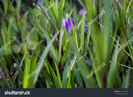 Attēlu rezultāti vaicājumam “Vicia lathyroides leaf”