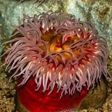 Attēlu rezultāti vaicājumam “Anemone”