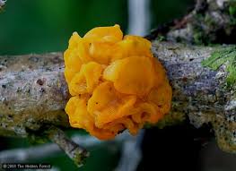 Attēlu rezultāti vaicājumam “Tremella mesenterica”