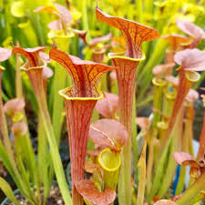 Image result for Litchfield Saracens