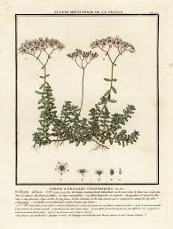 Attēlu rezultāti vaicājumam “Sedum album”