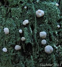 Attēlu rezultāti vaicājumam “Icmadophila ericetorum”