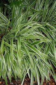 Attēlu rezultāti vaicājumam “Carex ornithopoda leaf”
