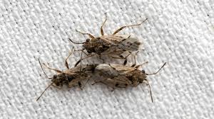 Attēlu rezultāti vaicājumam “Lygaeidae”