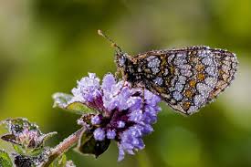 Attēlu rezultāti vaicājumam “Mellicta athalia”