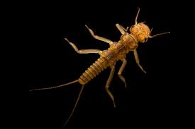 Attēlu rezultāti vaicājumam “Macrosteles sp. nymph”