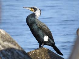 Image result for Phalacrocorax carbo