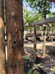 Attēlu rezultāti vaicājumam “Salix alba var. sericea”