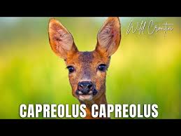 Attēlu rezultāti vaicājumam “Capreolus capreolus”