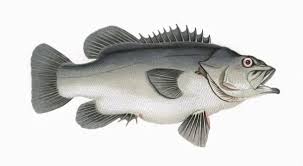 Image result for Polyprion americanus