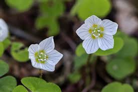 Attēlu rezultāti vaicājumam “Oxalis acetosella fruit”