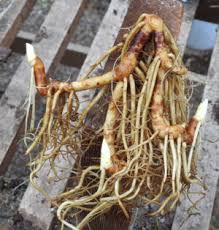 Attēlu rezultāti vaicājumam “Veronica officinalis fruit”