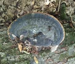 Attēlu rezultāti vaicājumam “Perenniporia subacida”