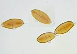 Attēlu rezultāti vaicājumam “Porphyrellus porphyrosporus”