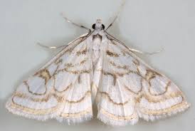 Attēlu rezultāti vaicājumam “Nymphula nitidulata”