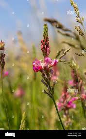 Attēlu rezultāti vaicājumam “Onobrychis arenaria fruit”