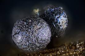 Attēlu rezultāti vaicājumam “Lamproderma echinosporum macro”