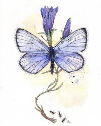 Attēlu rezultāti vaicājumam “Maculinea alcon”