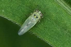 Attēlu rezultāti vaicājumam “Macrosteles sp.”