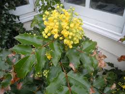 Attēlu rezultāti vaicājumam “Mahonia aquifolium”
