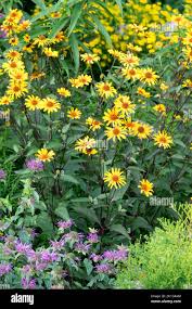 Image result for Heliopsis scabra