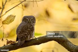 Attēlu rezultāti vaicājumam “Glaucidium passerinum adult”